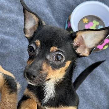 Chihuahua and Miniature Dachshund Dogs Available for Adoption in Scottsdale, Arizona - Tank | PetCurious