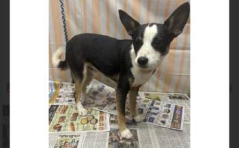 Toot -  Rat Terrier and Terrier Dog Available for Adoption in Willingboro, New Jersey - Toot | PetCurious