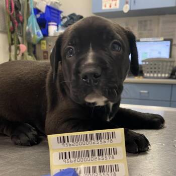 Jackson West -  Mixed Breed Dog for Adoption in Charleston, West Virginia - Jackson West | PetCurious