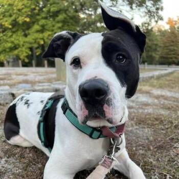 Wheat Thin -  American Bulldog and Mixed Breed Dog for Adoption in Richmond, Virginia - Wheat Thin | PetCurious
