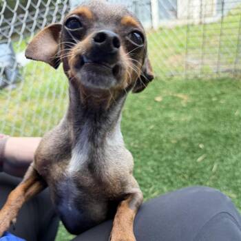 Captain -  Chihuahua Dog for Adoption in Hinesville, Georgia - Captain | PetCurious