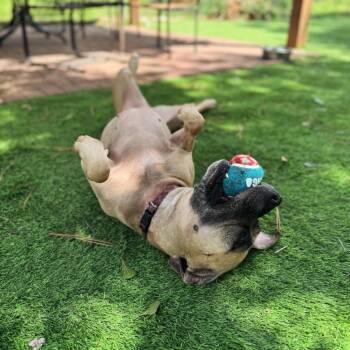 Crystal -  Black Mouth Cur Dog for Adoption in Oak Point, Texas - Crystal | PetCurious