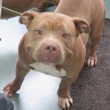 Pit Bull Terrier Dogs Available for Adoption in Lynchburg, Virginia - Marabella | PetCurious