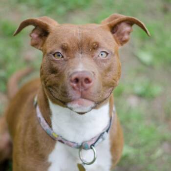 Caramel -  Mixed Breed Dog for Adoption in Auburn, Alabama - Caramel | PetCurious