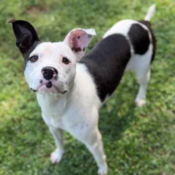 Sugar -  Mixed Breed Dog for Adoption - Sugar | PetCurious