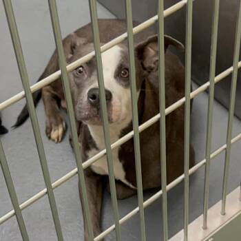 DIAMOND -  Mixed Breed Dog for Adoption in Memphis, Tennessee - DIAMOND | PetCurious