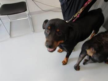 DAMSEL -  Rottweiler Dog for Adoption in Ocala, Florida - DAMSEL | PetCurious