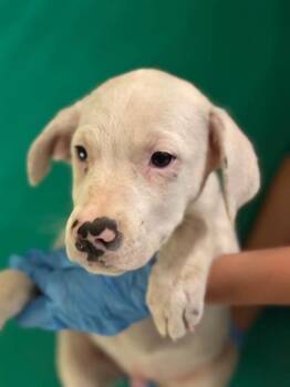 A256297 -  Australian Cattle Dog Blue Heeler and Mixed Breed Dog for Adoption in Visalia, California - A256297 | PetCurious