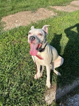 Rescue Boxer and Mixed Breed Dogs for Adoption in Belleville, Illinois - CAMI | PetCurious