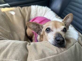 Rescue Chihuahua Dogs for Adoption in Silvana, Washington - Autumn | PetCurious