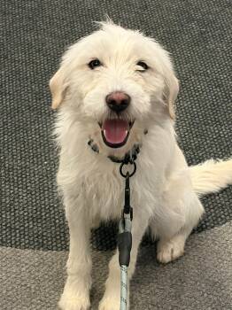 Wirehaired Terrier and Poodle Dogs Available for Adoption - Snowy | PetCurious