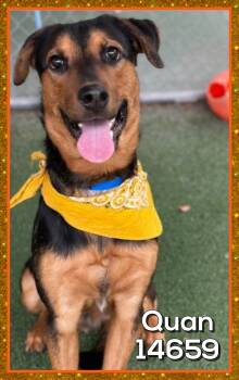 Rescue Hound and Shepherd Dogs for Adoption in Marietta, Georgia - QUAN | PetCurious