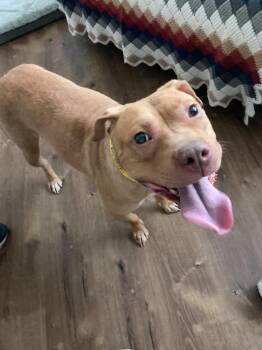 Pit Bull Terrier Dogs Available for Adoption in Santa Monica, California - Honey | PetCurious