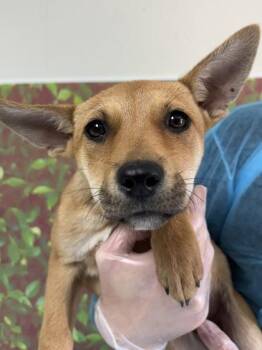 Shepherd and Mixed Breed Dogs Available for Adoption in San Antonio, Texas - Dawn | PetCurious