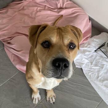 Mixed Breed Dogs Available for Adoption - Colt | PetCurious