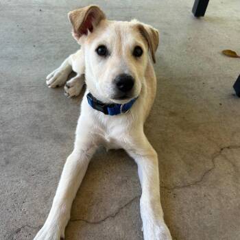 Labrador Retriever Dogs Available for Adoption in New Fairfield, Connecticut - Teddy | PetCurious