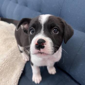 Neytiri -  Mixed Breed Dog for Adoption in Park City, Utah - Neytiri | PetCurious