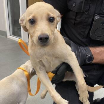 WAGS-Stray-23100_2_3 -  Chihuahua and Mixed Breed Dog for Adoption in Westminster, California - WAGS-Stray-23100_2_3 | PetCurious