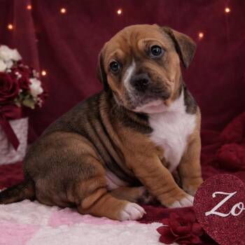 Mixed Breed Dogs Available for Adoption in Durham, North Carolina - Zo-ee | PetCurious