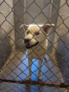 Hope -  Husky Dog for Adoption in Hermiston, Oregon - Hope | PetCurious
