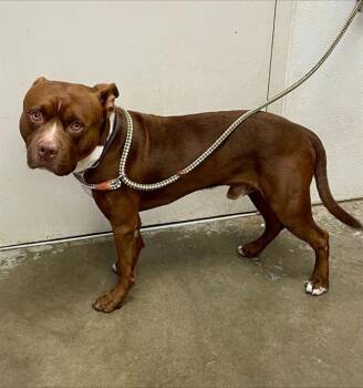 Rescue Staffordshire Bull Terrier Dogs for Adoption in Rosenberg, Texas - BUBBIE | PetCurious