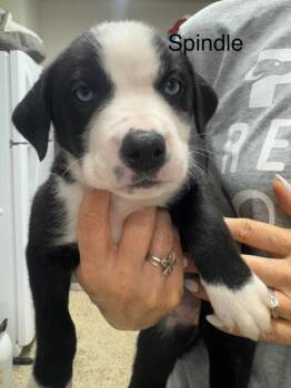 Spindle -  American Staffordshire Terrier and Husky Dog for Adoption in St. George, Utah - Spindle | PetCurious