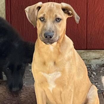 Rescue Hound Dogs for Adoption in Portland, Maine - America (Reduced Fee Until 12/15) | PetCurious