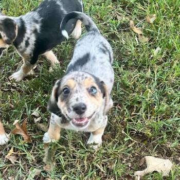 Marta -  Mixed Breed and Beagle Dog for Adoption in Fredericksburg, Virginia - Marta | PetCurious