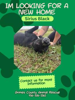 Pit Bull Terrier and Beagle Dogs Available for Adoption - Sirius Black | PetCurious