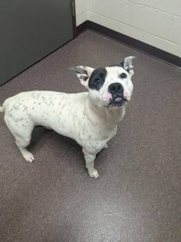 Nellie -  Mixed Breed Dog for Adoption in Louisburg, North Carolina - Nellie | PetCurious