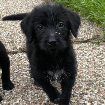 Holly -  Labradoodle and Catahoula Leopard Dog Dog for Adoption in Krum, Texas - Holly | PetCurious