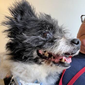 Disco 14184 -  Pomeranian and Shih Tzu Dog for Adoption in San Francisco, California - Disco 14184 | PetCurious