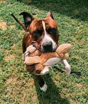 REY -  Pit Bull Terrier Dog for Adoption in Leesburg, Virginia - REY | PetCurious