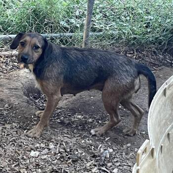 Pip -  Mixed Breed Dog for Adoption in Winston-salem, North Carolina - Pip | PetCurious