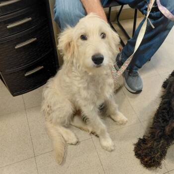 Poodle and Mixed Breed Dogs Available for Adoption - CHARMIN | PetCurious