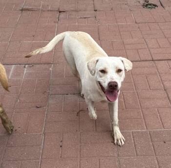 Zoey -  Yellow Labrador Retriever Dog for Adoption in Spring, Texas - Zoey | PetCurious