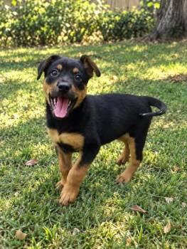 Alecia -  Rottweiler and Mixed Breed Dog for Adoption in Savannah, Georgia - Alecia | PetCurious