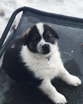 Mixed Breed Dogs Available for Adoption - Wilkie | PetCurious