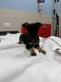 Marcello -  Terrier and Mixed Breed Dog for Adoption in Honolulu, Hawaii - Marcello | PetCurious