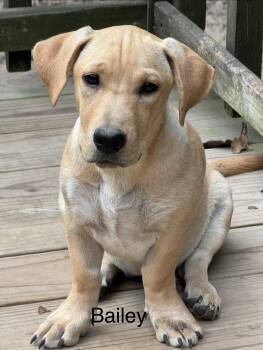 Bailey 4 months AVA 9/30 -  Labrador Retriever Dog for Adoption in Sterling, Massachusetts - Bailey 4 Months AVA 9/30 | PetCurious
