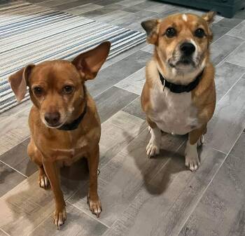 Rescue Corgi and Chihuahua Dogs for Adoption - Peach And Pongo | PetCurious