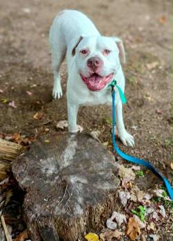 Rescue Mixed Breed Dogs for Adoption in New York, New York - HANK | PetCurious