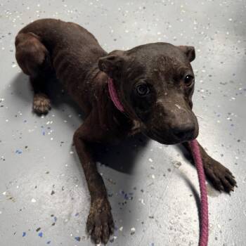 TUSC-Stray-84722_2_3 -  Pit Bull Terrier and Mixed Breed Dog for Adoption in Tuscaloosa, Alabama - TUSC-Stray-84722_2_3 | PetCurious