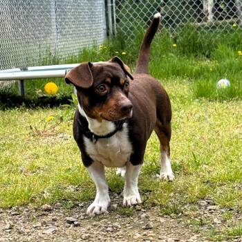 Ziggy (bonded with Magnus) -  Jack Russell Terrier and Mixed Breed Dog for Adoption in Madison, Wisconsin - Ziggy (bonded With Magnus) | PetCurious
