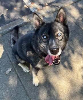 Dave -  Mixed Breed Dog for Adoption in Nashville, Tennessee - Dave | PetCurious