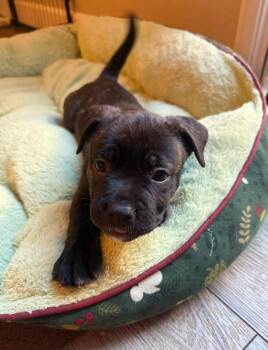 Rescue Pit Bull Terrier Dogs for Adoption in San Diego, California - Vixen | PetCurious