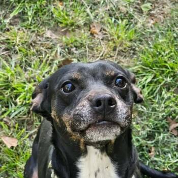 Rat Terrier Dogs Available for Adoption - Drizzella (20260322-02) | PetCurious