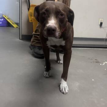 Pit Bull Terrier Dogs Available for Adoption - Spice | PetCurious