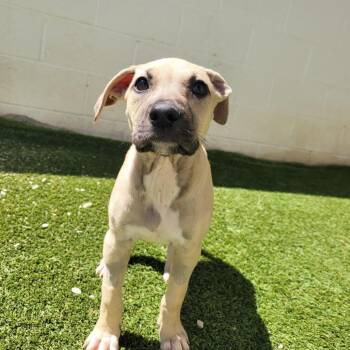 Mixed Breed Dogs Available for Adoption in Loxahatchee Groves, Florida - Mikasa 0982 | PetCurious