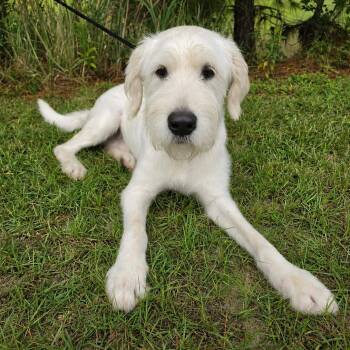 Scottie -  Schnauzer and Golden Retriever Dog for Adoption in Foley, Alabama - Scottie | PetCurious